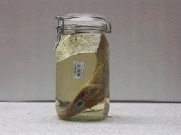 藏品(橫帶牛尾魚)的圖片